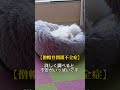 《こゆき🐶》咳が酷くなり病院へ【僧帽弁閉鎖不全症】 続き 犬 僧帽弁閉鎖不全症 shorts