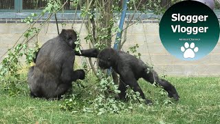 The Great Gorilla Brothers