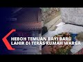 Geger! Temuan Bayi Laki-laki Terbungkus Sehelai Kain di Teras Salah Satu Rumah Warga