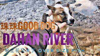 釣魚狂人4K  大漢溪，苦花呎上花又來了，好狗狗陪伴上山下溪 Amazing big river fishing catch and release dog climbing  Taiwan