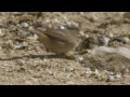 dusky warbler phylloscopus fuscatus