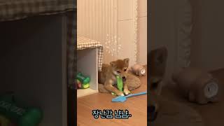 장난감이 좋은 시바이누 #shorts #shibainu