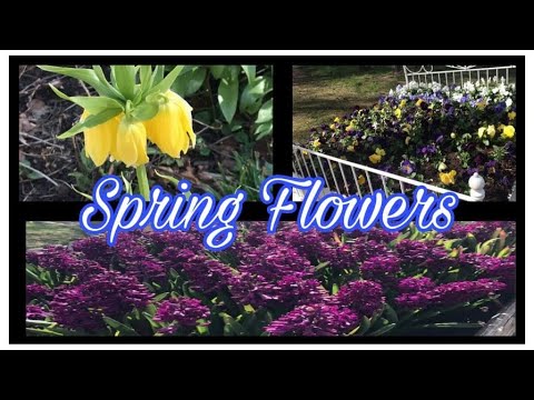 Spring Flowers Youtube