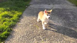 狼犬仔犬　初めての外遊び