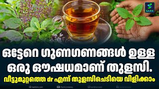 ഒട്ടേറെ ഗുണഗണങ്ങൾ ഉള്ള ഒരു ഔഷധമാണ് തുളസി.holy basil