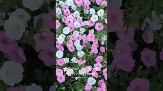 Supertunia Vista Bubblegum #provenwinners #flowers #youtubeshorts #garden #shortvideo #shorts #short