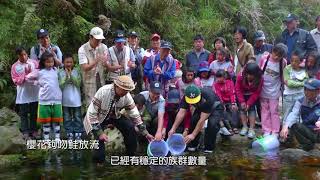 臺灣國寶魚 櫻花鉤吻鮭