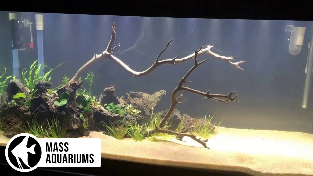 Freshwater Planted Tank Setup