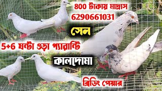 5-6 ঘন্টা + ফুলসিরা কালদোমা মাদ্রাস ওড়া পায়রা সেল ₹ কম দামে 😱 বাচ্চা ওড়ান গ্যারান্টি সহ 🔥