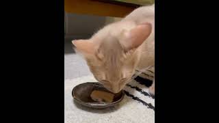 初めてチュールを食べる猫のリアクションがこちら #shorts #猫 #ちゅーる