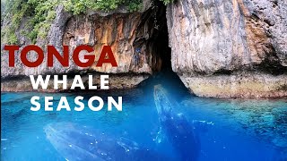 Sailing In Tonga: Whales On Every Corner! - ep 78