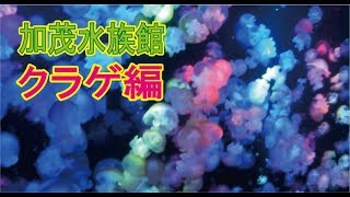 加茂水族館　その 2　クラゲ編