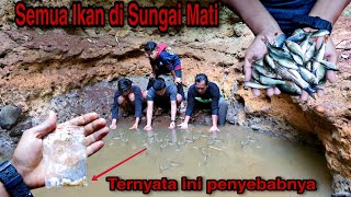 Tragis! Semua Ikan yang kami Lepas di Sungai Mendadak M4ti