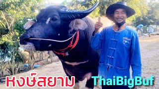 หงษ์สยาม🚩อัตลักษณ์ควายงาม.ตามตำราควายไทยโบราณ🦬ThailandBigBuffalo