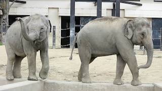 【京都市動物園 アジアゾウ】においをくんくん