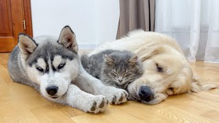 Fluffy Kitten Refuses To Sleep Without His Beloved Dogs [CUTEST VIDEO EVER]