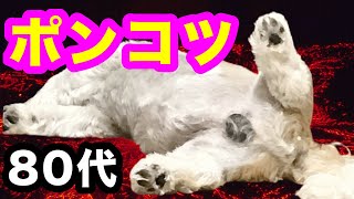 【犬連れ旅行】80代の両親とパンツ１枚洗うのに２時間⁉︎【エンゼルフォレスト那須】