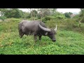 香港野生動物 水牛：別來無恙