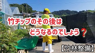 竹チップのその後どうなるのでしょう❓【竹林整備】