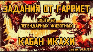 RDO | НАТУРАЛИСТ | ЛЕГЕНДАРНЫЕ ЖИВОТНЫЕ | КАБАН ИКАХИ