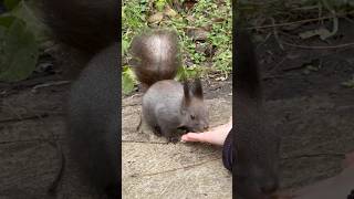 Funny squirrel 🧡 #wildlife #squirrel #cuteanimals #squirreladventures #animals #cute