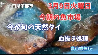 【旬の天然タイ】【血抜き処理】【魚市場】【朝セリ】今朝の魚市場3月9日火曜日の水揚げ状況