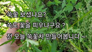 손, 발 차가운 여성에게 또 강력한 항암효과/ 쑥꽃차 만들기