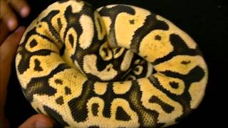 Firefly Ball Python Morph from Baby 2 Adult