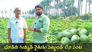 పెట్టుబడి చాలా తక్కువతో ఎక్కువ ఆదాయం సంపాదించేపంట బూడిదగుమ్మడి | PumpkinFarming | RaituNesthamFamily