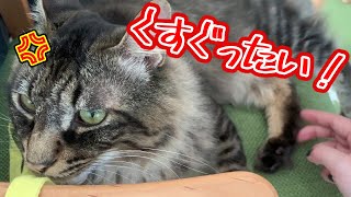 【エメ日和#19】猫の足裏をこしょこしょしたら怒られた…