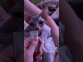 🐈‍⬛ Sphynx Cat Bath