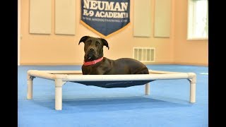 Riley (Labrador Retriever) Boot Camp Dog Training Video Demonstration