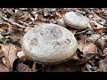 Identifying The Beech Milkcap, Lactarius blennius.