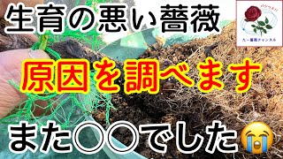 生育の悪い【薔薇】原因を調べます‼️また○○でした😭バシッと治療して育てます🌹