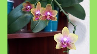 Orchid - Update on My Reliable Sequential Bloomer | Royal Yellow | Orchid Growing Care Tips