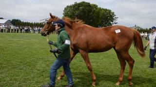 ライラックスアンドレースの15(ラッキーライラック)　【ノーザンファーム周回】　2016年度募集馬　北海道ツアー