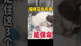 记住这3个动作，猫咪突发疾病能保命 #科学养宠攻略 #cat #萌宠百科 #pets