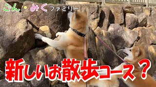 新しいお散歩コース？？？　今日のごん・みく♡　秋田犬【ごん・みく チャンネル】