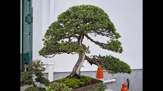 Birmingham Bonsai, Boot sale, Yorkshire Koi Society