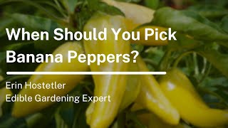 When Should You Pick Banana Peppers?