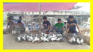 Kaptan Bazar Pigeon Hat 07- 07-2017 part- 3 (BD birds video) Kaptan Bazar dhaka Kaptan Bazar Pigeon Hat 07- 07-2017 part- 3 (BD birds video) Kaptan Bazar dhaka