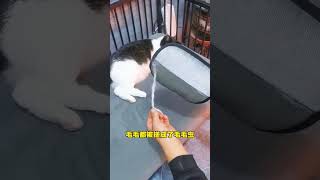 这简直就是除毛神器啊！猫毛狗毛一网打尽！ #萌宠好物 #除毛器 #养狗经验分享 #萌宠出道计划 #新手养狗#貓#狗#寵物#可愛#日常#shorts