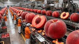 How Canned Peaches Are Really Made: Full Farm-to-Factory Tour (The whole process)