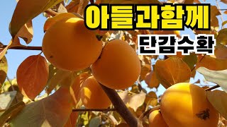 [우즈베키스탄] 아들과 함께 단감 수확하기