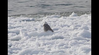 Floating Snowy Owl at Lake  Ontario