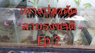 เพาะปลากัดลายธงชาติEp.2