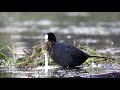 Łyska fulica atra common coot 2018