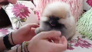 Puppy Excitedly Plays with Owner