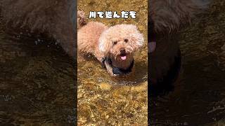 川で遊んだぞ！【かわいい】【トイプードル】　#shorts #ペット #犬