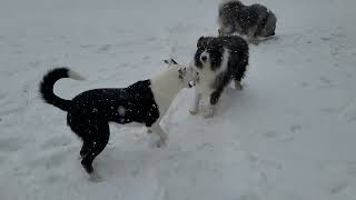 2025-01-05 - Dogs snow day